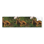 Moose Calf Bumper Sticker