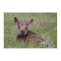 Moose Calf posters