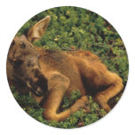 Moose Calf Round Sticker