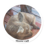 Moose Calf Sticker Moose Calf Sticker