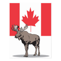Moose Canada Post Card