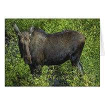 Moose cards by Digitalwonder Moose cards
