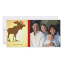 Moose Christmas photo cards