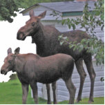 Moose cow with calf Photo Sculpture Moose cow with calf Photo Sculpture