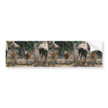 Moose cow with two calves bumper sticker