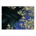 Moose Creek Spawned out Salmon cards