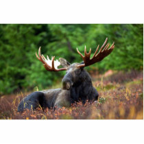 Moose Cut Outs