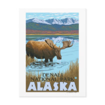 Moose Drinking at Lake - Denali National Park, Postcards