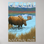 Moose Drinking at Lake - Glacier National Park, Print