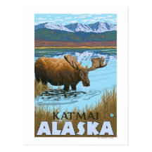 Moose Drinking at Lake - Katmai, Alaska Post Card