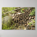 Moose droppings print