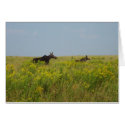 Moose Family cards