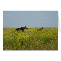 Moose Family cards by nmpics Moose Family cards