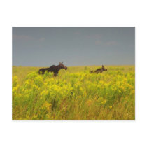 Moose Family postcards by nmpics Moose Family postcards