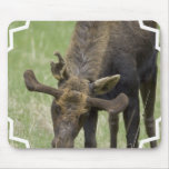 Moose Foraging  Mouse Pad