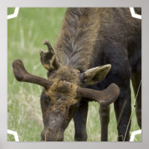 Moose Foraging Poster