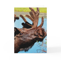 Moose Greeting Card