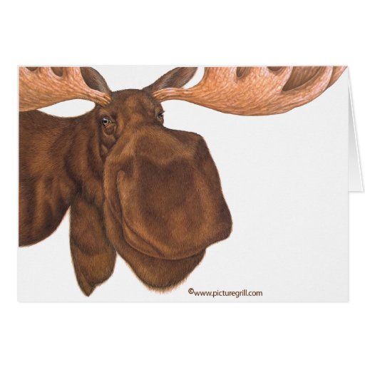 moose greeting cards