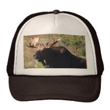 Moose Hat