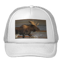 moose hat