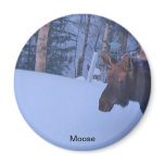 Moose in BC Magnet