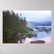 Moose in Evening Rain Poster