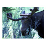 Moose in Jackson Hole, Wyoming Post Card