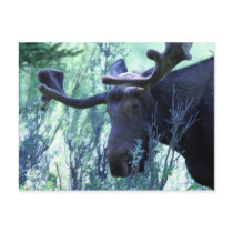 Moose in Jackson Hole, Wyoming postcards by JudsonJoyce Moose in Jackson Hole, Wyoming postcards