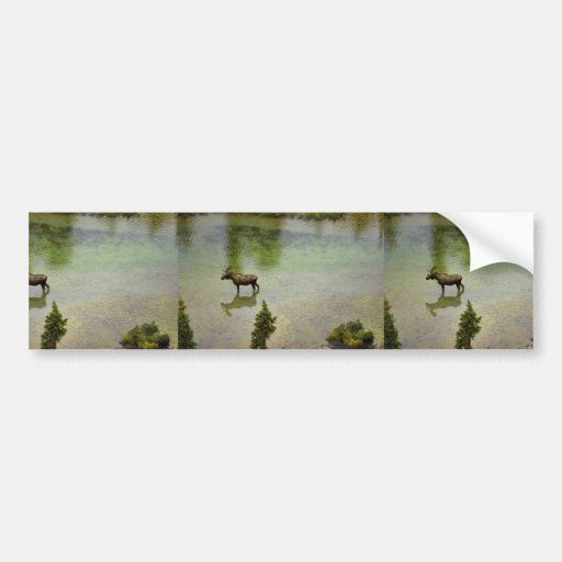 Moose in River Bumper Stickers