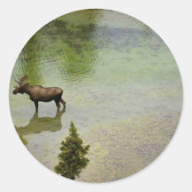 Moose in River Round Stickers