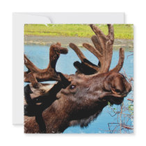 Moose Invitation