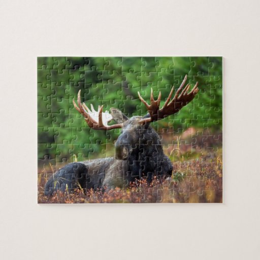 Moose Jigsaw Puzzle Zazzle