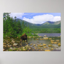Moose Looking Back at Sandy Stream Pond Posters