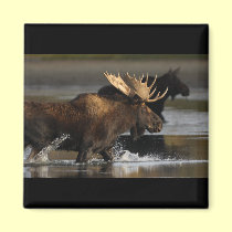 Moose magnets