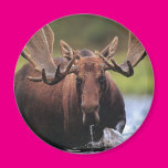 Moose Fridge Magnet