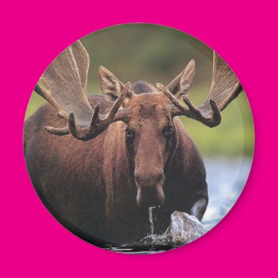Moose Fridge Magnet Zazzle_magnet Moose Fridge Magnet Zazzle_magnet