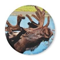 Moose Magnet