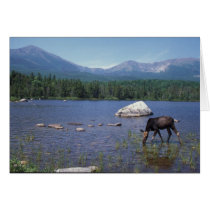Moose Mount Katahdin Baxter State Park Greeting Cards