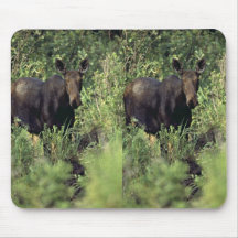 Moose Mouse Pads