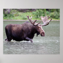 Moose on a Mission Print