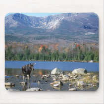 Moose Pad mousepads