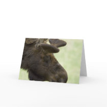 Moose Photo Greeting Card