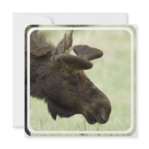 Moose Photo Invitation