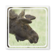 Moose Photo Magnet