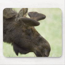 Moose Photo Mouse Pad