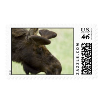 Moose Photo Postage Stamp