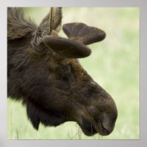 Moose Photo Poster