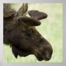 Moose Photo Poster