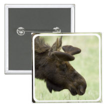 Moose Photo Square Pin