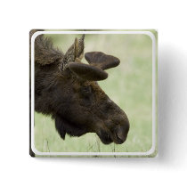 Moose Photo Square Pin